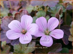 Geranium 'Dusky Crug' | Ooievaarsbek, Tuingeranium | Storchschnabel