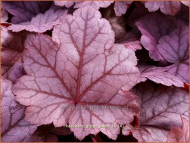 Heuchera 'Grape Soda' | Purperklokje | Purpurgl&ouml;ckchen