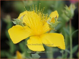 Hypericum olympicum | Hertshooi | Olymp-Johanniskraut