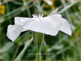 Lychnis coronaria 'Alba' | Prikneus, Zachtlapje | Kronen-Lichtnelke