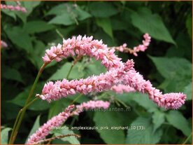Persicaria amplexicaulis 'Pink Elephant' | Adderwortel, Duizendknoop | Kerzenkn&ouml;terich