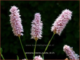 Persicaria bistorta 'Superba' | Adderwortel, Duizendknoop | Schlangenkn&ouml;terich