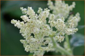 Persicaria polymorpha | Bergduizendknoop, Duizendknoop | Alpenkn&ouml;terich | Giant White Fleece Flower