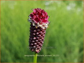 Sanguisorba officinalis 'Arnhem' | Pimpernel, Sorbenkruid | Gro&szlig;er Wiesenknopf