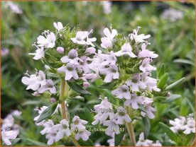 Thymus 'Duftkissen' | Tijm | Thymian