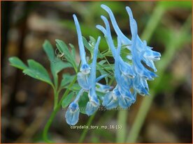 Corydalis 'Tory MP' | Helmbloem | Lerchensporn