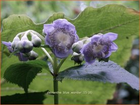 Deinanthe 'Blue Wonder' | Schijnhortensia | Blaubl&uuml;hende Scheinhortensie