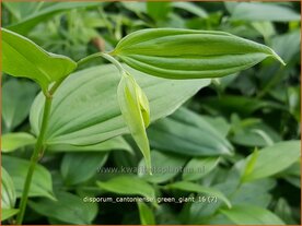 Disporum cantoniense 'Green Giant' | Feengl&ouml;ckchen