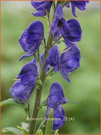 Aconitum napellus | Monnikskap