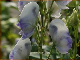 Aconitum 'Cloudy' | Monnikskap | Eisenhut