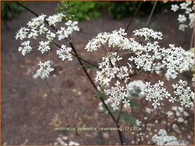 Anthriscus sylvestris 'Ravenswing' | Fluitekruid | Wiesenkerbel