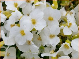 Arabis ferdinandi-coburgii 'Variegata' | Randjesbloem | Mazedonische G&auml;nsekresse