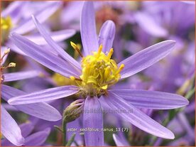 Aster sedifolius 'Nanus' | Aster | &Ouml;dland-Aster