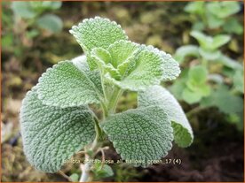 Ballota acetabulosa 'All Hallows Green' | Valse vuurwerkplant | Schwarznessel