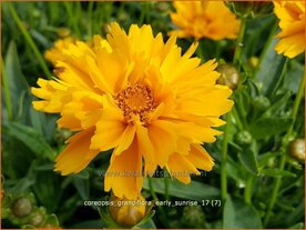 Coreopsis grandiflora 'Early Sunrise' | Meisjesogen | Gro&szlig;blumiges M&auml;dchenauge