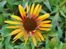 Echinacea purpurea 'Funky Yellow' | Rode Zonnehoed, Zonnehoed | Roter Sonnenhut
