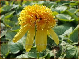 Echinacea purpurea 'Lemon Drop' | Rode Zonnehoed, Zonnehoed | Roter Sonnenhut