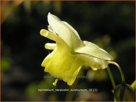 Epimedium versicolor 'Sulphureum' | Elfenbloem | Schwefelfarbige Elfenblume | Barrenwort