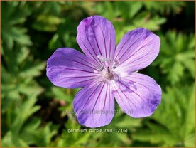 Geranium 'Purple Rain' | Ooievaarsbek, Tuingeranium | Storchschnabel