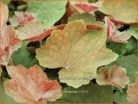 Heuchera 'Brownies' | Purperklokje | Purpurgl&ouml;ckchen