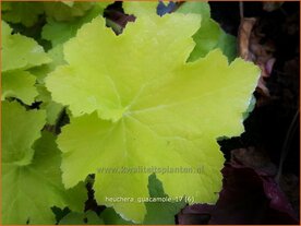 Heuchera 'Guacamole' | Purperklokje | Purpurgl&ouml;ckchen