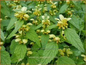 Lamiastrum galeobdolon | Gele dovenetel, Dovenetel | Echte Goldnessel