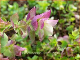 Origanum rotundifolium 'Bellissimo' | Hopmarjolein, Majoraan, Marjolein | Rundbl&auml;ttriger Dost