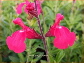 Salvia greggii 'Lipstick' | Salie, Salvia | Herbst-Strauch-Salbei