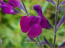 Salvia 'Nachtvlinder' | Salie, Salvia | Salbei