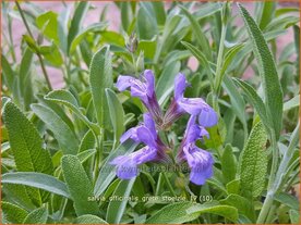 Salvia officinalis 'Grete St&ouml;lzle' | Echte salie, Keukensalie, Salie, Salvia | Echter Salbei