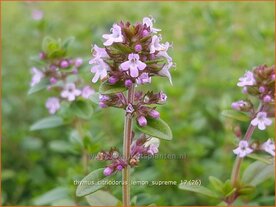 Thymus citriodorus 'Lemon Supreme' | Citroentijm, Tijm | Zitronen-Thymian