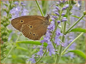 Veronica longifolia | Lange ereprijs, Ereprijs | Langbl&auml;ttriger Ehrenpreis