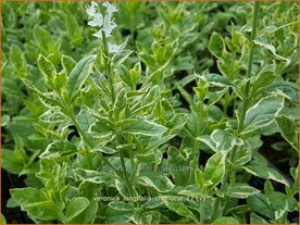 Veronica longifolia 'Charlotte' | Lange ereprijs, Ereprijs | Langbl&auml;ttriger Ehrenpreis