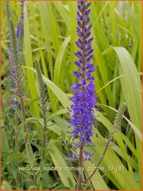 Veronica spicata 'Romiley Purple' | Aarereprijs, Ereprijs | &Auml;hren-Ehrenpreis