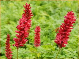 Persicaria amplexicaulis 'Bonfire' | Adderwortel, Duizendknoop | Kerzenkn&ouml;terich