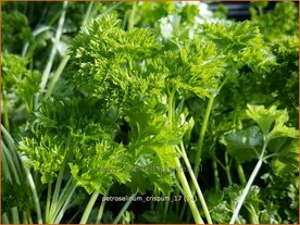 Petroselinum crispum | Peterselie | Krause Petersilie