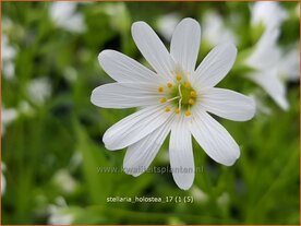 Stellaria holostea | Grootbloemig muur, Grote muur, Muur | Gro&szlig;bl&uuml;tige Sternmiere