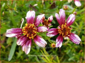 Coreopsis 'Madras Magic' | Meisjesogen | M&auml;dchenauge