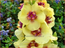 Verbascum 'Dark Eyes' | Toorts | K&ouml;nigskerze