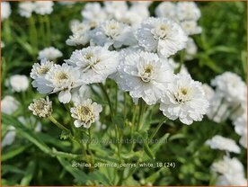 Achillea ptarmica 'Perry's White' | Hemdsknoopjes, Bertram, Duizendblad | Bertrams-Garbe