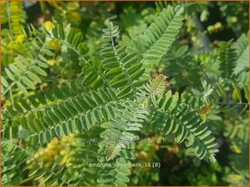 Amorpha canescens | Bastaardindigo | Bastardindigo