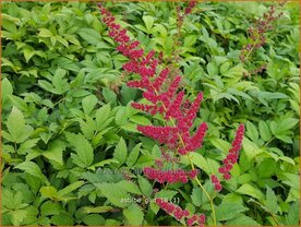 Astilbe 'Glut' | Pluimspirea, Spirea | Prachtspiere