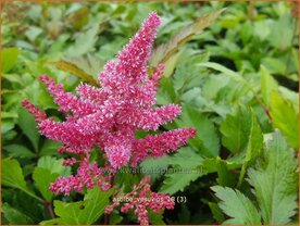 Astilbe 'Vesuvius' | Pluimspirea, Spirea | Prachtspiere