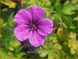 Geranium 'JS Matu Vu' | Ooievaarsbek, Tuingeranium | Storchschnabel