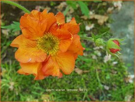 Geum 'Scarlet Tempest' | Nagelkruid | Nelkenwurz