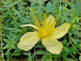 Hypericum olympicum 'Citrinum' | Hertshooi | Olymp-Johanniskraut