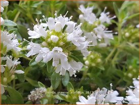 Thymus praecox 'Albiflorus' | Kruiptijm, Tijm | Fr&uuml;hbl&uuml;hender Thymian