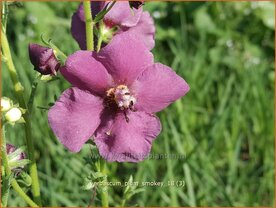 Verbascum 'Plum Smokey' | Toorts | K&ouml;nigskerze