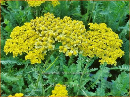 Achillea &#039;Helios&#039; | Duizendblad | Garbe