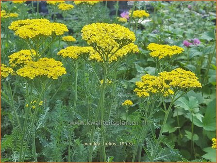 Achillea &#039;Helios&#039; | Duizendblad | Garbe